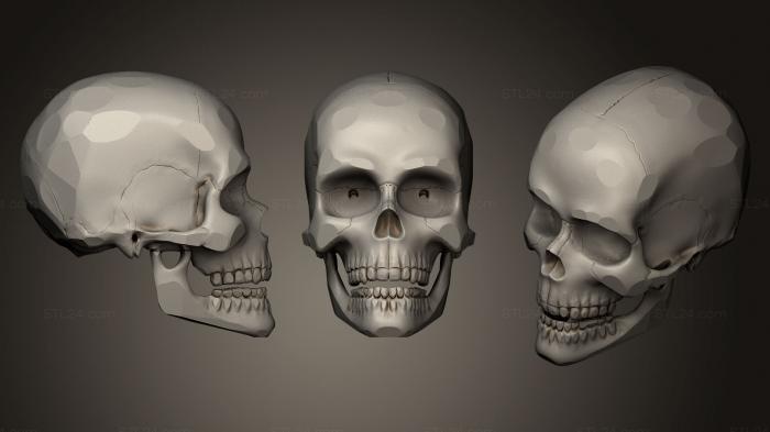 Anatomy of skeletons and skulls (SKULL for 3Dprint, ANTM_0183) 3D models for cnc